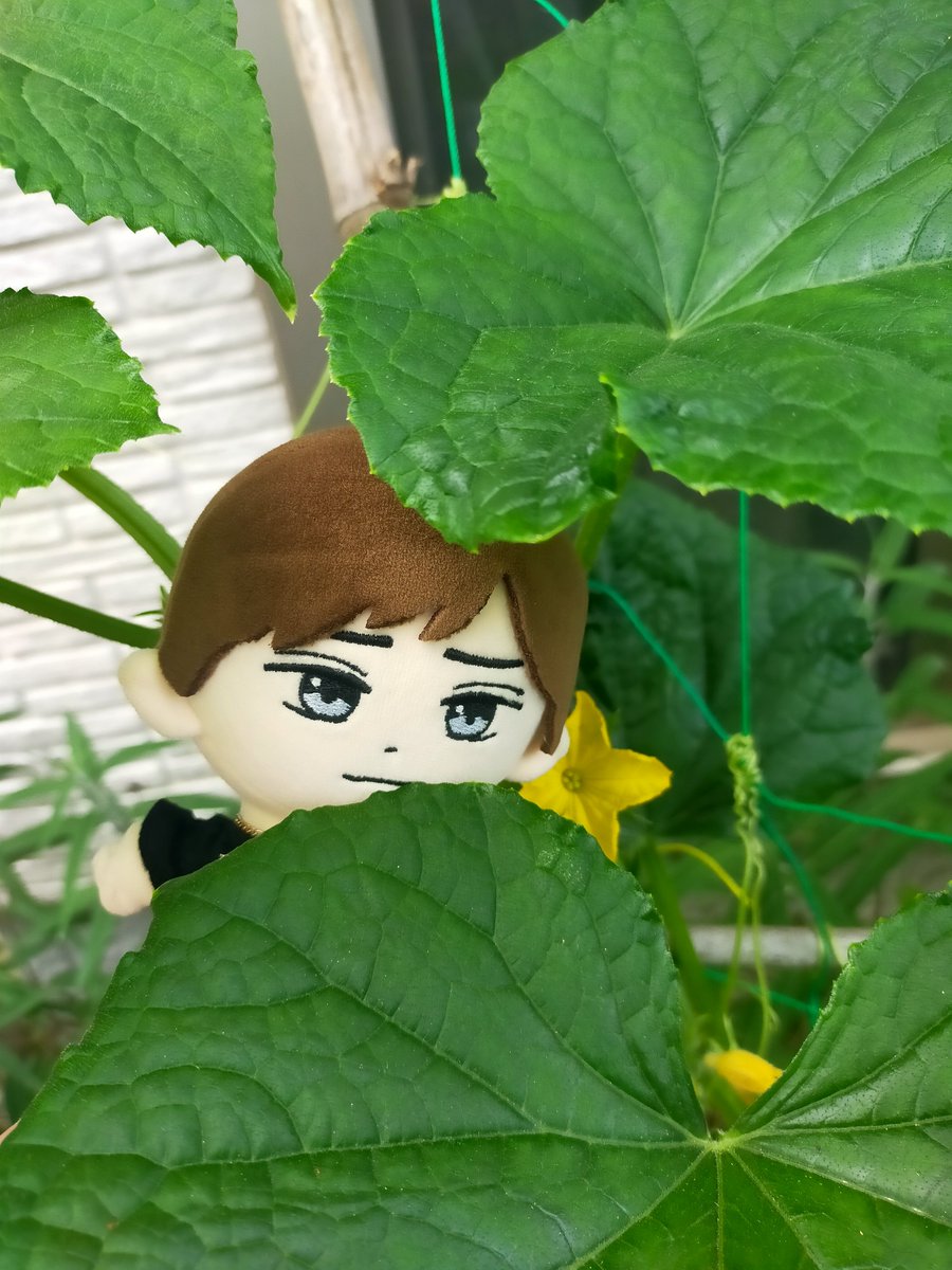 nancy777san's tweet photo. れんぬいかわいい
何してもかわいい
モグラの穴を見てるのも
きゅうりの葉っぱにかくれんぼしてるのも
さくらの葉から見下ろしてるのも
ゲリラ豪雨を窓越しに眺めてるのも

画になる！

#永瀬廉 https://t.co/QYyMzCZbIX