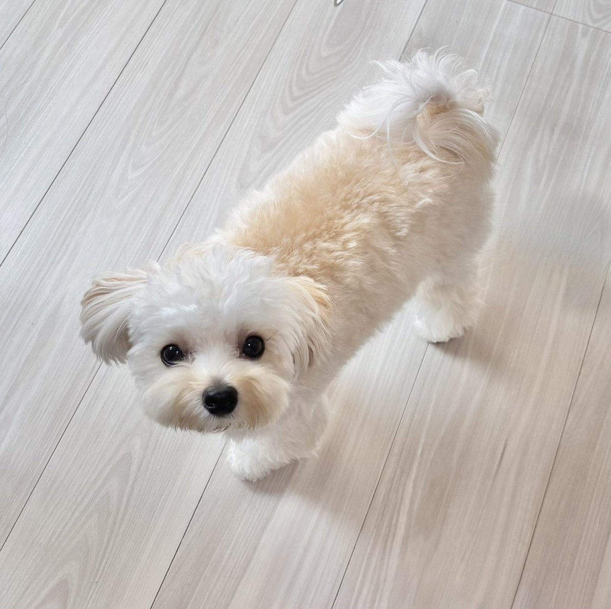 potato_maltipoo's tweet photo. 去勢すると太りやすくなるとは言われてたけど、気づいたらかなり丸くなってしまっていた……
ぽてと、ダイエット頑張ります😂

←半年前　　　　　　　　→今日 https://t.co/yUg30tuSoS