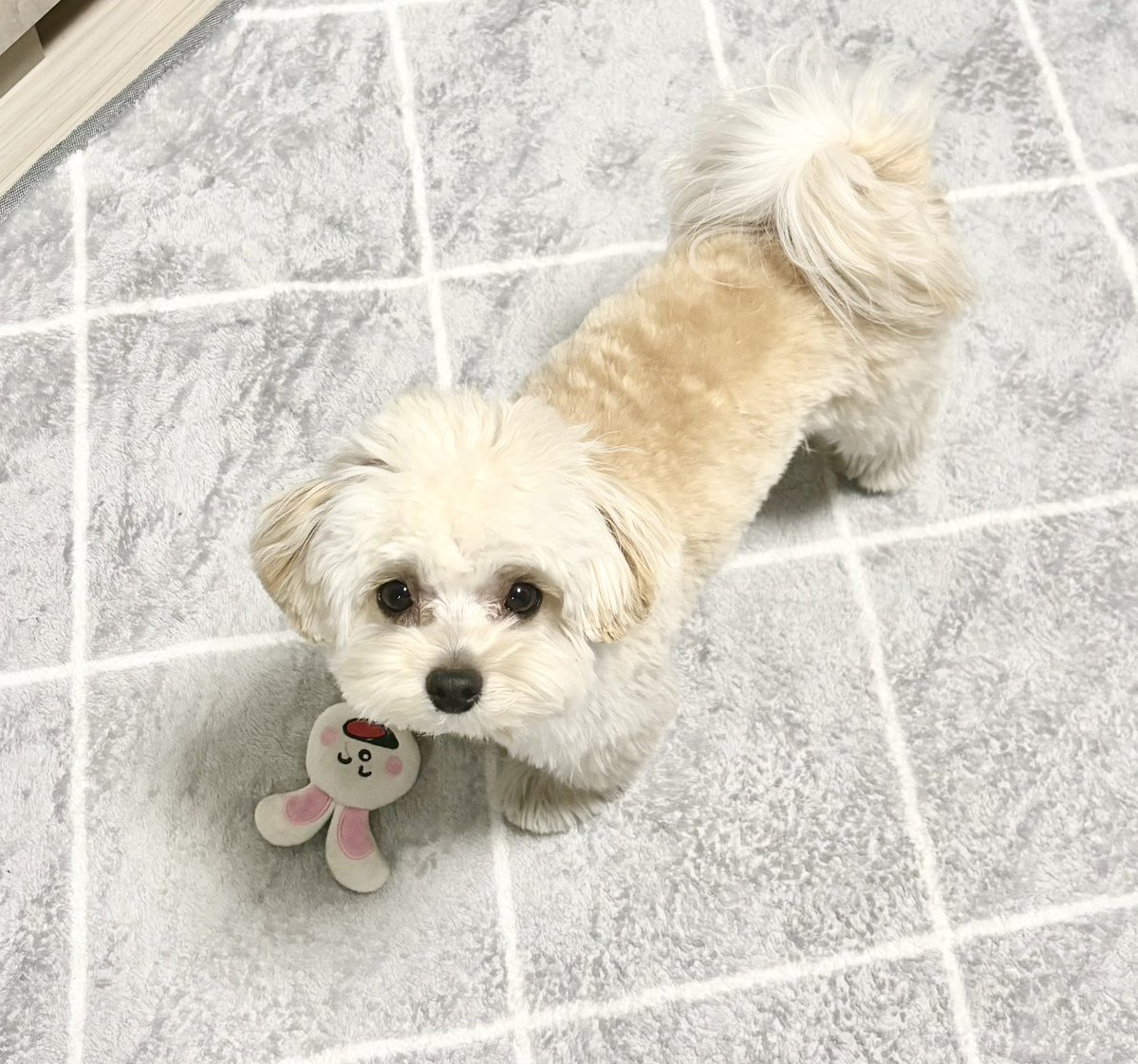 potato_maltipoo's tweet photo. 去勢すると太りやすくなるとは言われてたけど、気づいたらかなり丸くなってしまっていた……
ぽてと、ダイエット頑張ります😂

←半年前　　　　　　　　→今日 https://t.co/yUg30tuSoS
