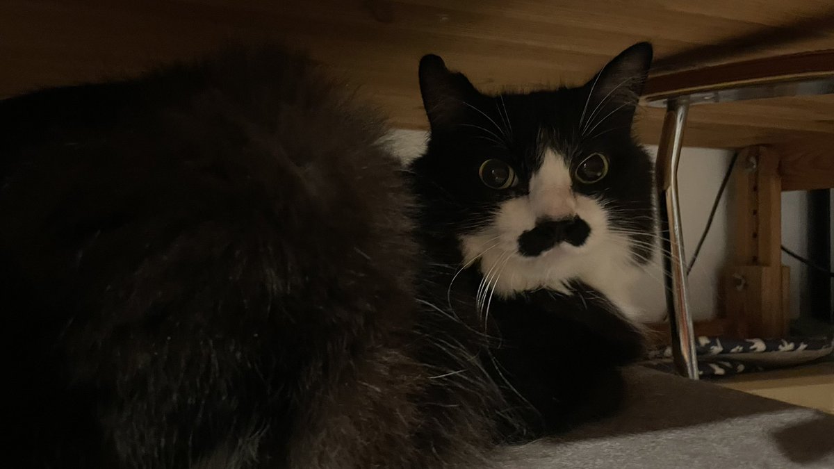 猫教授 (@yaskaz) / Posts / X