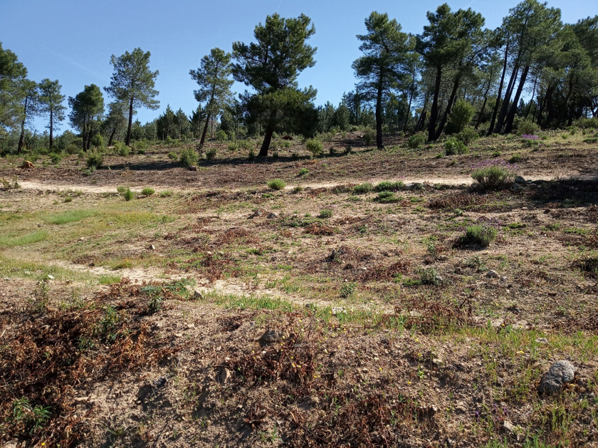 FMAzcarate's tweet photo. 9 Por “limpiar el monte” podría entenderse la gestión forestal consistente en desbroces, cortafuegos, fajas auxiliares, claras, aprovechamientos forestales, etc.
Según algunos discursos, parecería que esas actuaciones nunca se hacen. https://t.co/1vz261Hvxc