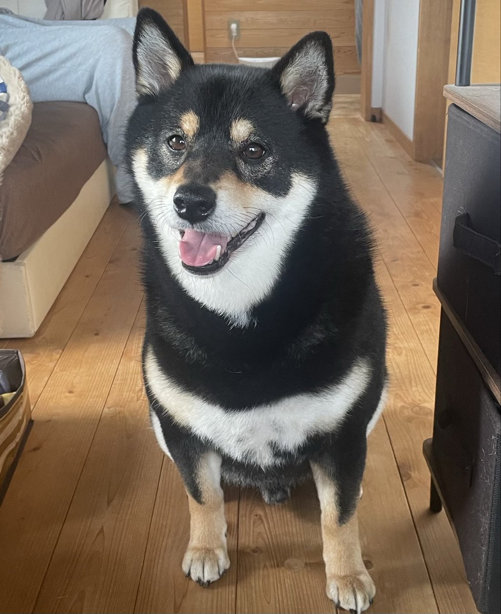 kt72627's tweet photo. 本日…
主、誕生日でございます🎂
また1つ歳を重ねました🫠

これからもくう🐶に癒されながら健康に日々過ごします💕︎

3枚目の写真は📷主、トイレ中にプレゼント持ってきてくれました🎁
お団子🍡のおもちゃ🤣
ありがとう🥰
#誕生日
 #柴犬のいる暮らし
 #犬好きさんと繋がりたい https://t.co/CBeaCtn5Gi