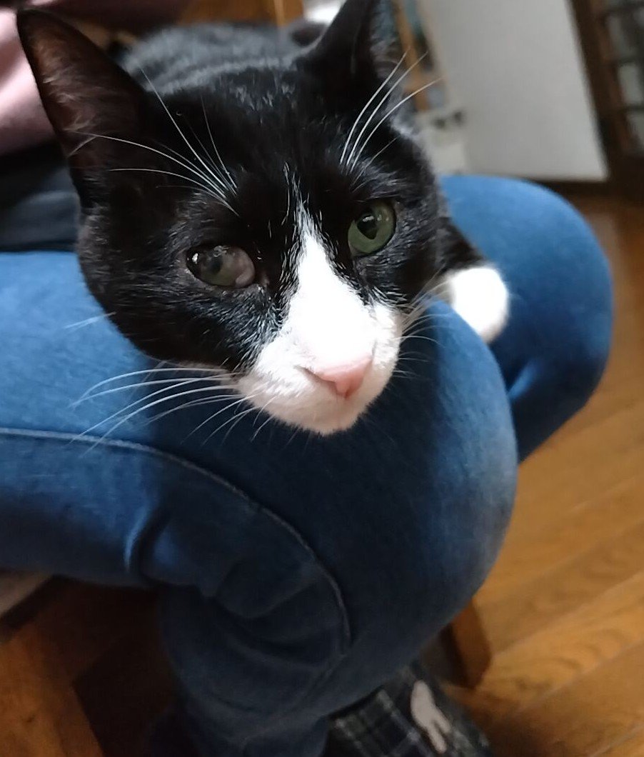 hijitoro's tweet photo. ピノ君、久しぶりに
ばあちゃんのお膝に乗ってくれた🐱

　＃猫　＃ハチワレ猫
　＃アニマルエイド出身
　＃ハチワレは世界を救う協会 https://t.co/CrOyvbbQje