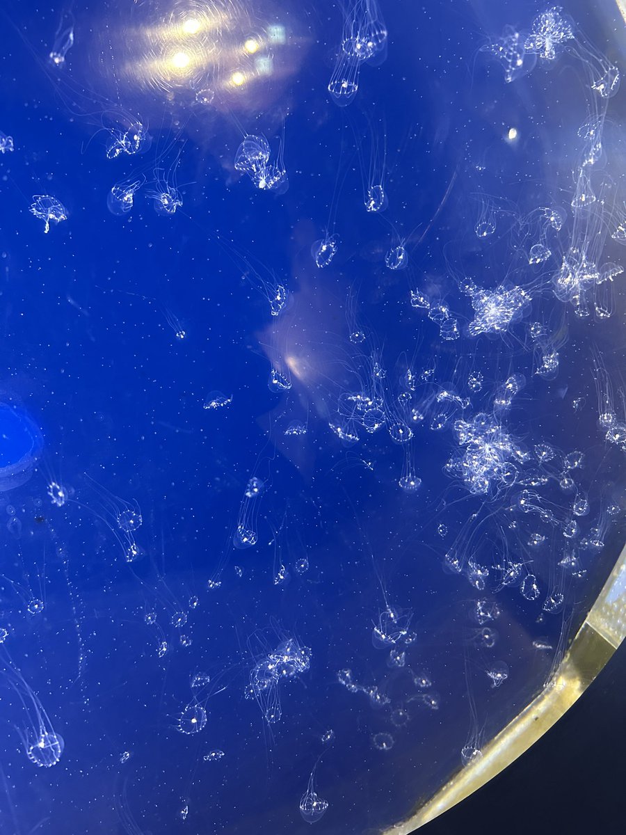01_RioRa's tweet photo. 鳥羽水族館にお邪魔しました
本物のラッコいて感動です🦦 https://t.co/TcviD7B9a6