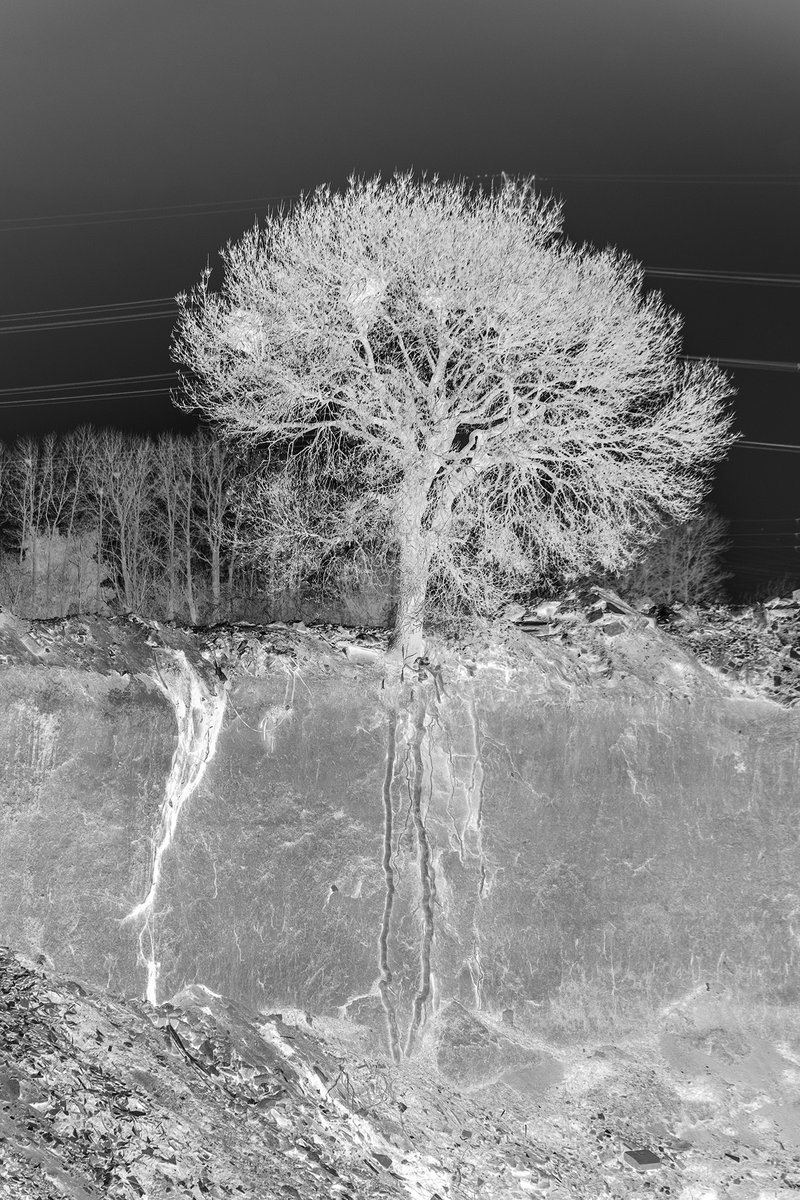 aghasiani's tweet photo. GM ☕️

Border Trees 7
©Aghasiani https://t.co/Ak9WKFa5cJ