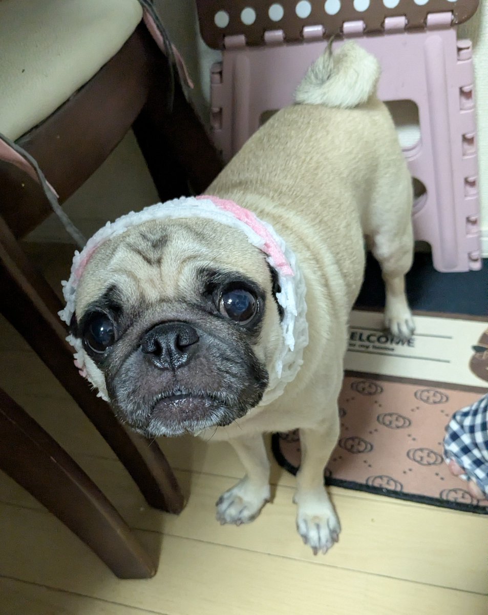 pug_komame's tweet photo. 梨をいただきました🍐　＃pug　＃パグ https://t.co/URGnNUsZID
