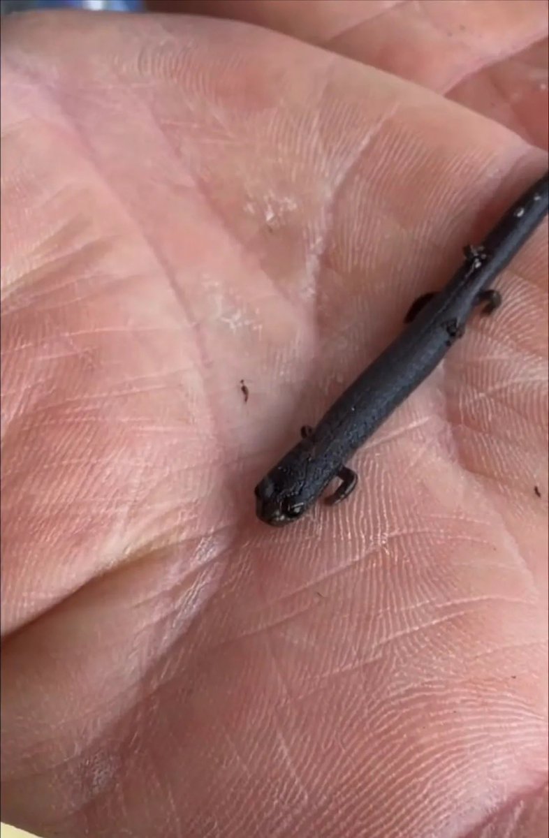 DailyDiscoveryy's tweet photo. Most people would walk right past this without ever noticing it.
Nature keeps creating creatures that look like they’re from another world.
Small enough to fit in your hand. Strange enough to blow your mind.
Do you know what this animal is? https://t.co/uYZL3VwOGj