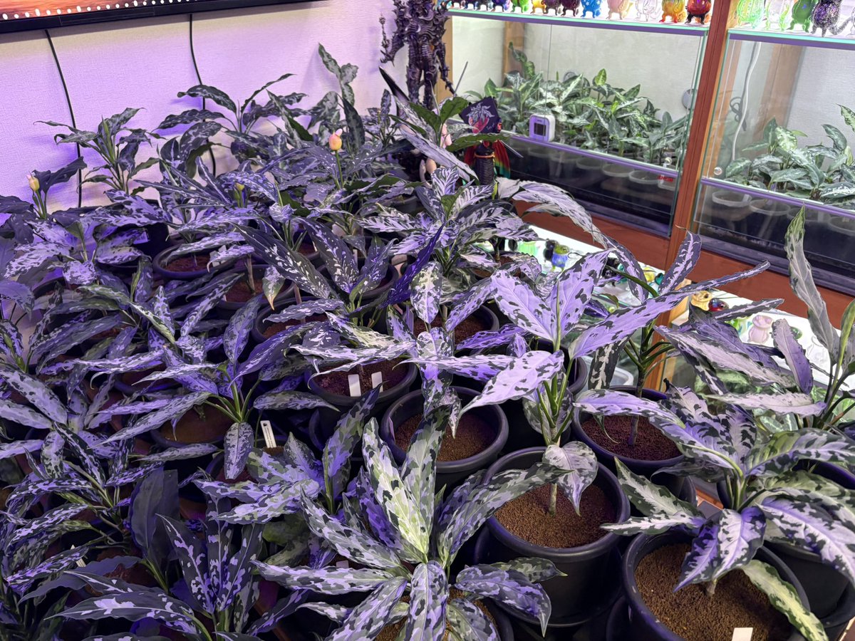 PEDRO_0821_'s tweet photo. 天照
 LA0318-03R

先日インディーさん邸にお邪魔してきました🌱

投稿頻度も上げていけたらと思います！

#aglaonema  
#アグラオネマ  
#LA便 https://t.co/sFWMs7DzEz