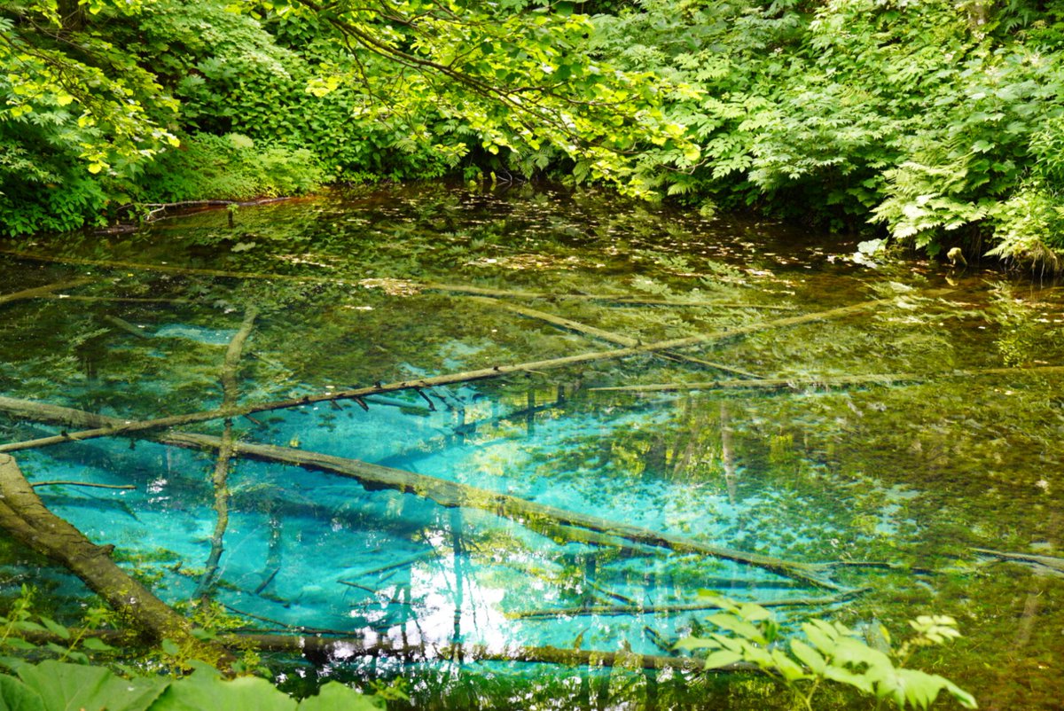 tanuponchannel's tweet photo. 神の子池
北海道斜里郡清里町清泉
川湯観光ホテルから37 分(32.6 km)、十勝川温泉富士ホテルから3 時間 9 分 (194 km)にあるから川湯温泉から十勝川温泉に行く際に寄った
摩周湖の伏流水からできているという言い伝えで「神の子」池と呼ばれているらしい
綺麗な透明度が高い青い池 https://t.co/bumxtIUUP3