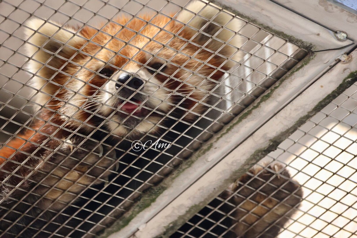 amiami594's tweet photo. 『今日も暑くなりそうだぁ〜💦』(7/25)
#徳山動物園 #周南市徳山動物園 #レッサーパンダ #フーフー #福福 #tokuyamazoo #redpanda #fufu https://t.co/lyGNA3lmZ6