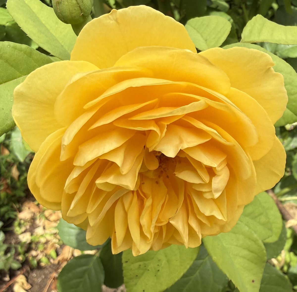 TheresaPengelly's tweet photo. Good Morning from Graham Thomas Rose in #mygarden , photo taken yesterday. https://t.co/8YW8g09d0k