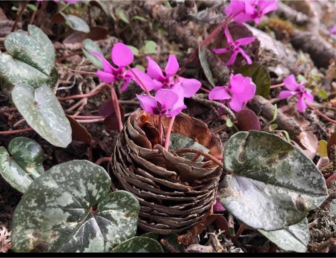 pembecigonul's tweet photo. “Ovada ve dağda saklı bir mavi için düştümdü yola. 
Benim de yaban bir çığlığım vardı, çok zaman oldu, 
teslim ettim onu rüzgara. 
Kışa girdik kıştan çıktık
ama değişmiyor insan
karınca duası diyorlar ördüğüm yola..”
.
.
#birhankeskin #karınca https://t.co/JeM6jZJ1pl