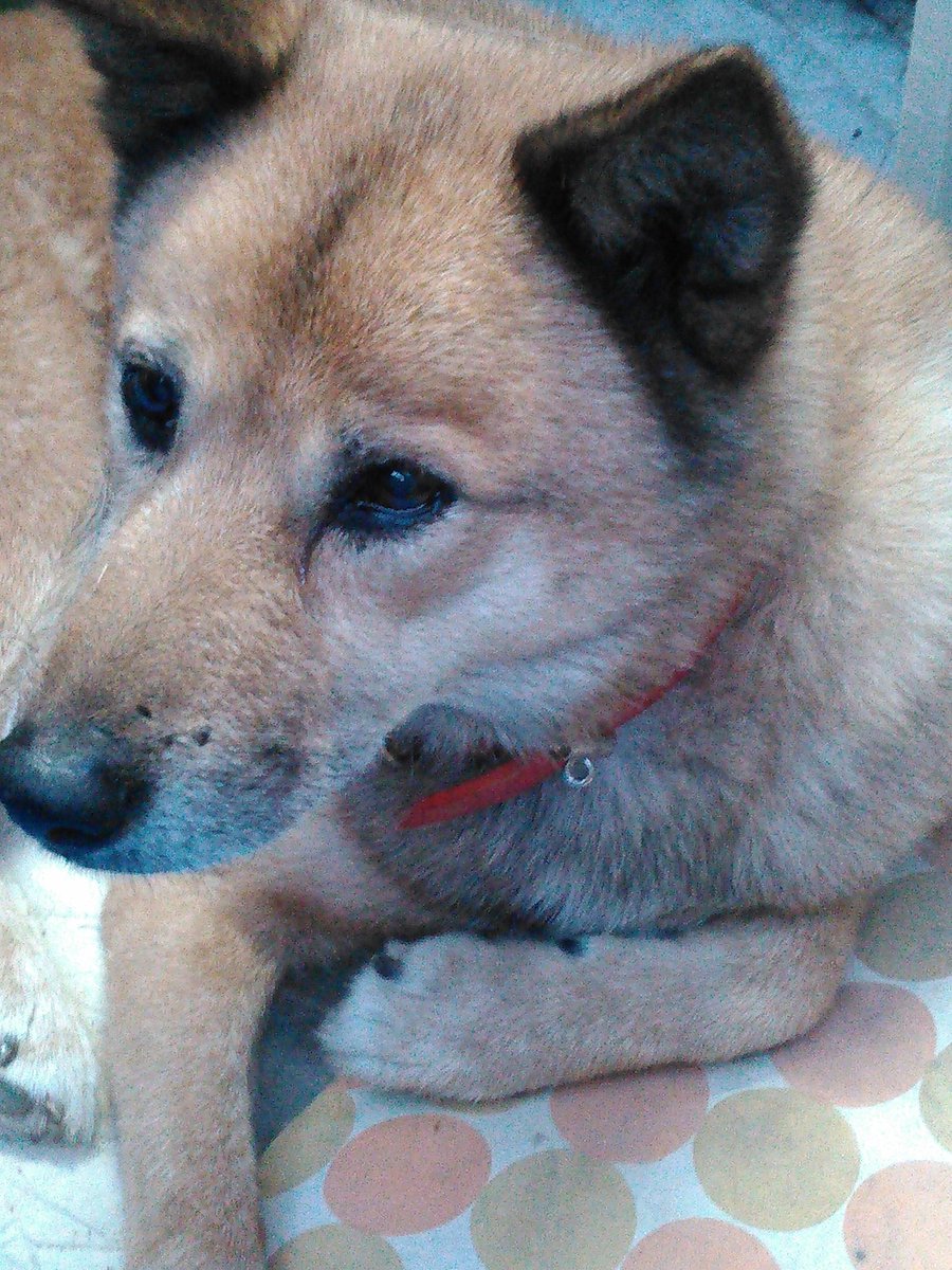 yooRockma's tweet photo. ボンゴ🌈月命日
会いたいなぁ
#秘密結社老犬倶楽部天国支部 https://t.co/YouWd7ZSVj
