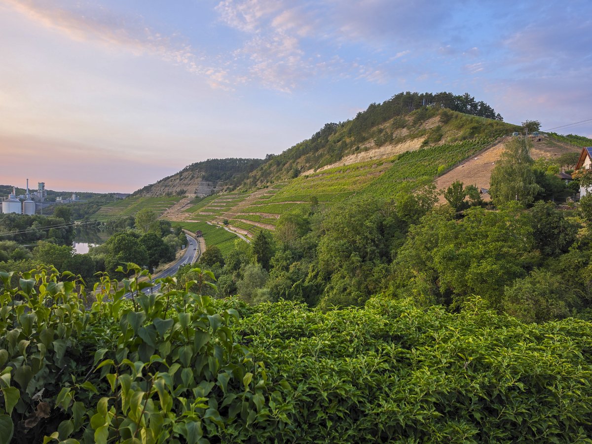 bernd_flicker's tweet photo. Homburg am Main im Spessart🌄
hier liegt der Kallmuth – einer der steilsten Weinberge Frankens seit 900 Jahren terrassiert mit Trockenmauern. Muschelkalk trifft auf Buntsandstein → Weine🍷mit Weltruf. Lebensraum für seltene Arten wie #Orchideen und Bergkronwicken-#Widderchen. 🦋 https://t.co/JWbtxb0Omx