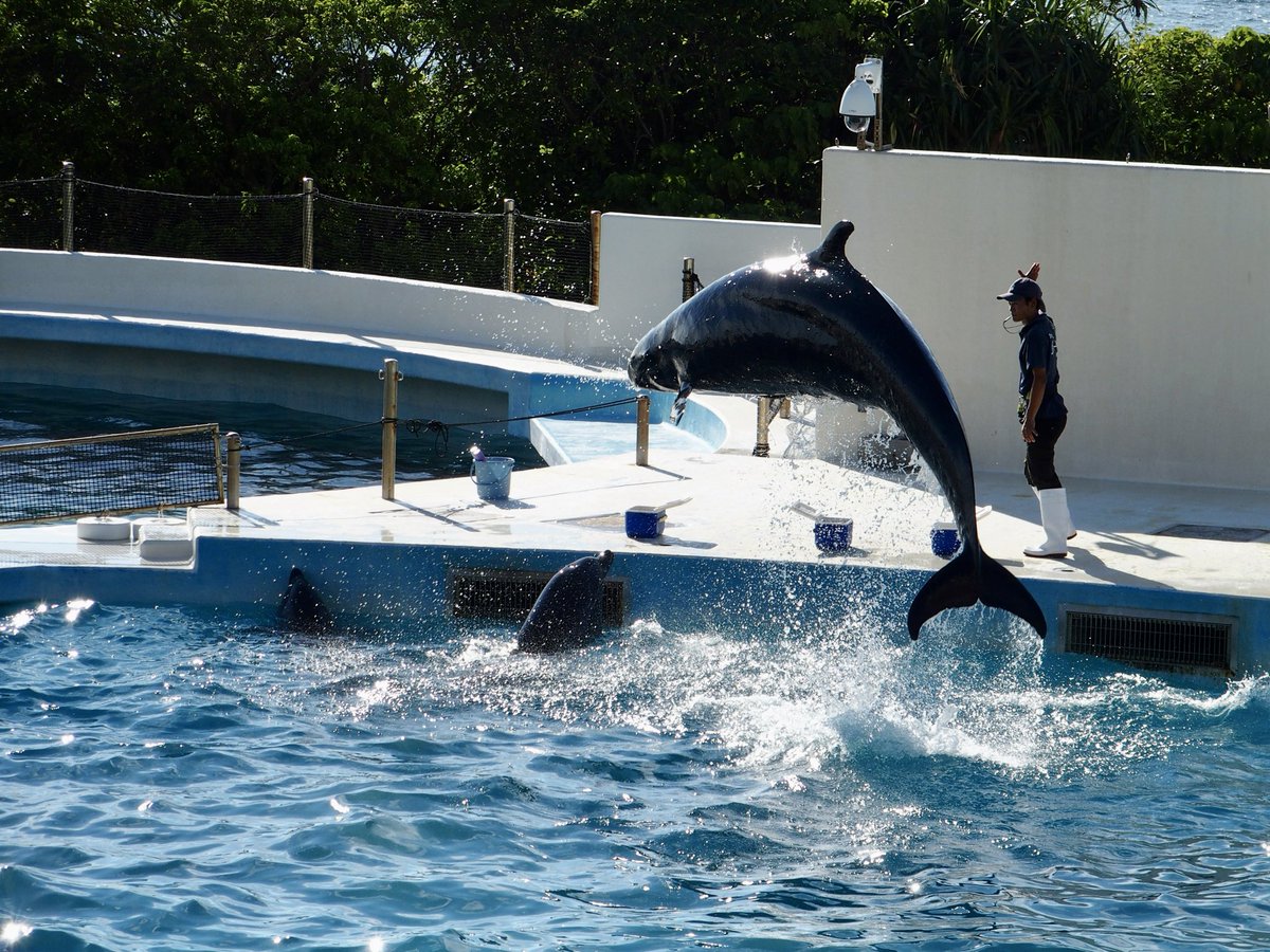 E_rnc2's tweet photo. 🐬🐬 https://t.co/0maKkZtDKi
