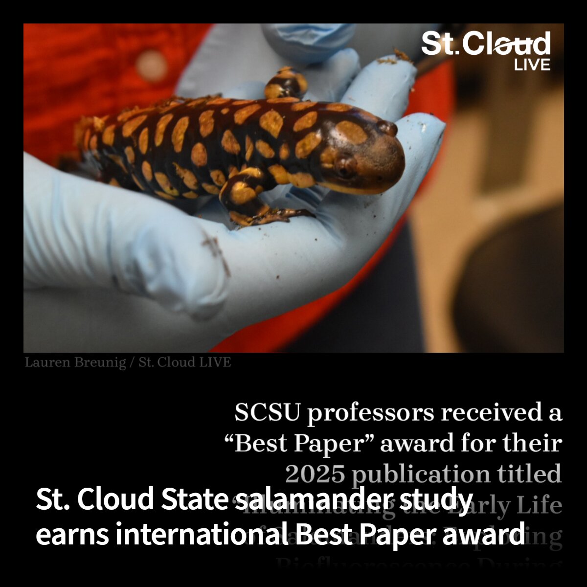 StCloudLive's tweet photo. International scientific flex over at @stcloudstate! 💪🦎

Two SCSU profs earned the "Best Paper in #Herpetology" award from the @ichsandherps Journal.

What was their research about? Glowing salamanders. Curious? Find the link below! 👇 https://t.co/2jUos6vPXv