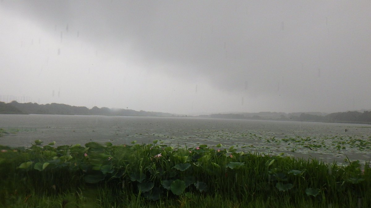 satokata_sakata's tweet photo. 荒れた天気。
雨宿りに寄ってくれた
赤塚小学校のこどもたち。
元気よく、いろいろなことをお話。
「アオサギが大きい魚、くわえている！」の声。
みんなで交替で観察。
「ずっとくわえていた大きな魚を
やっと食べたみたい。」と
アオサギのどの太さをみると
飲み込んだらしい。

＃佐潟 https://t.co/0C8uM6TZ0S