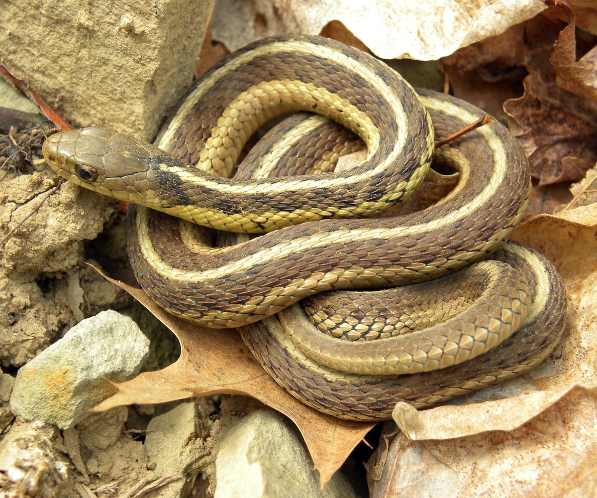 ZooExplained's tweet photo. It’s a garter snake (Thamnophis spp.) is a small, nonvenomous snake commonly found across North America.
It is easily recognized by the yellow, green or white stripes running along its body.
Garter snakes feed on earthworms, frogs, fish, insects and small rodents, helping control pest populations.
