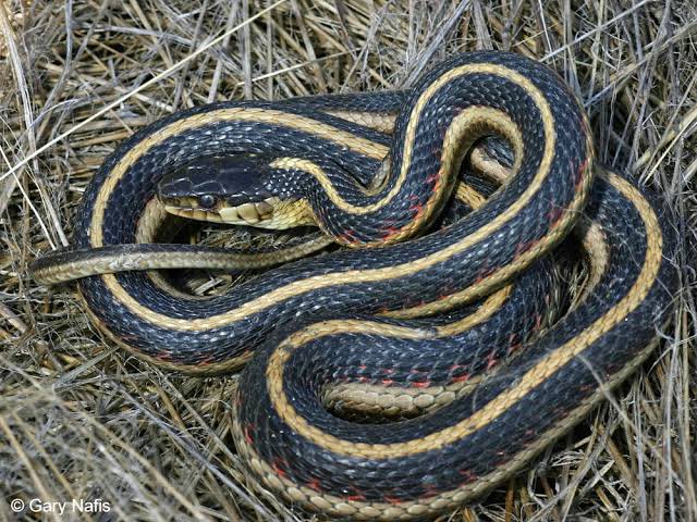 ZooExplained's tweet photo. It’s a garter snake (Thamnophis spp.) is a small, nonvenomous snake commonly found across North America.
It is easily recognized by the yellow, green or white stripes running along its body.
Garter snakes feed on earthworms, frogs, fish, insects and small rodents, helping control pest populations.