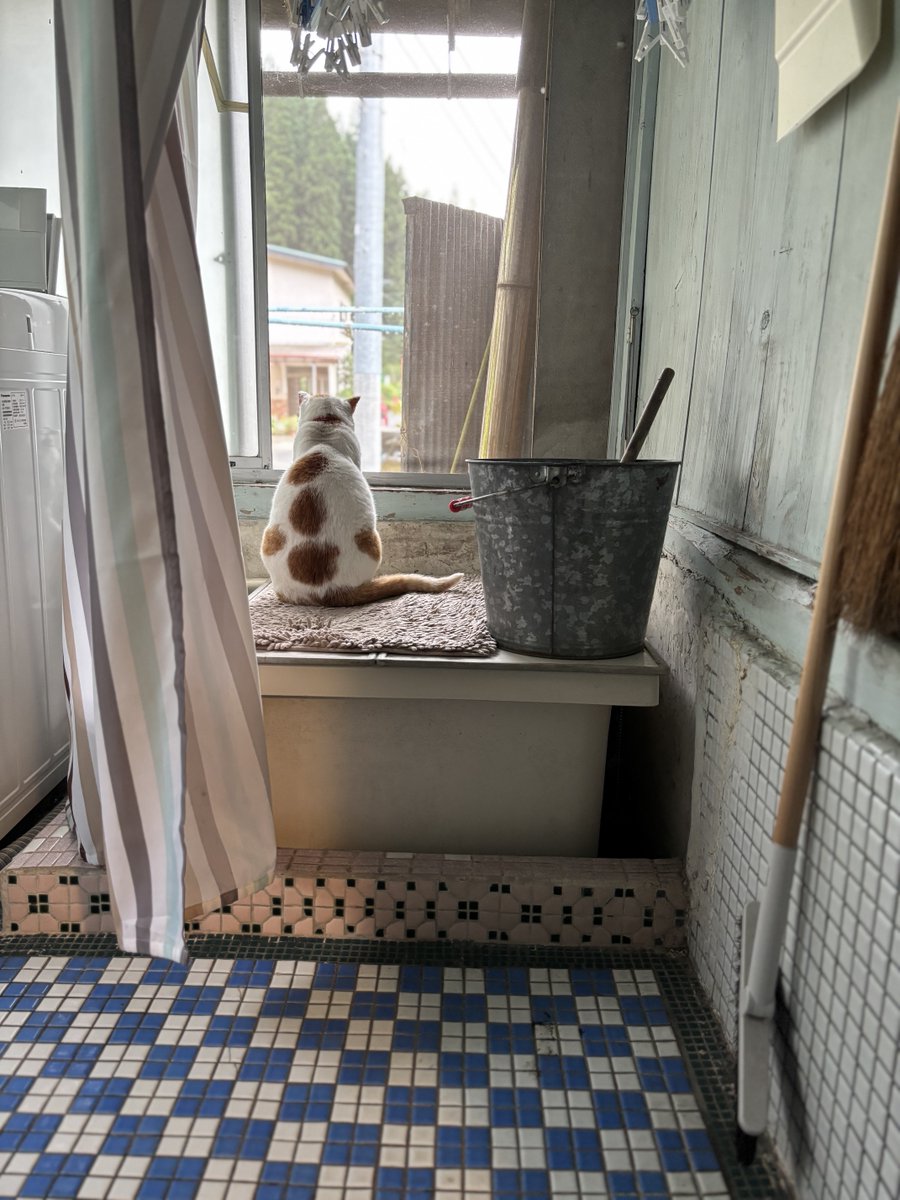 don_guri_gura's tweet photo. 自宅警備。雨粒と雷を監視する猫 https://t.co/KfA1aqzRiY