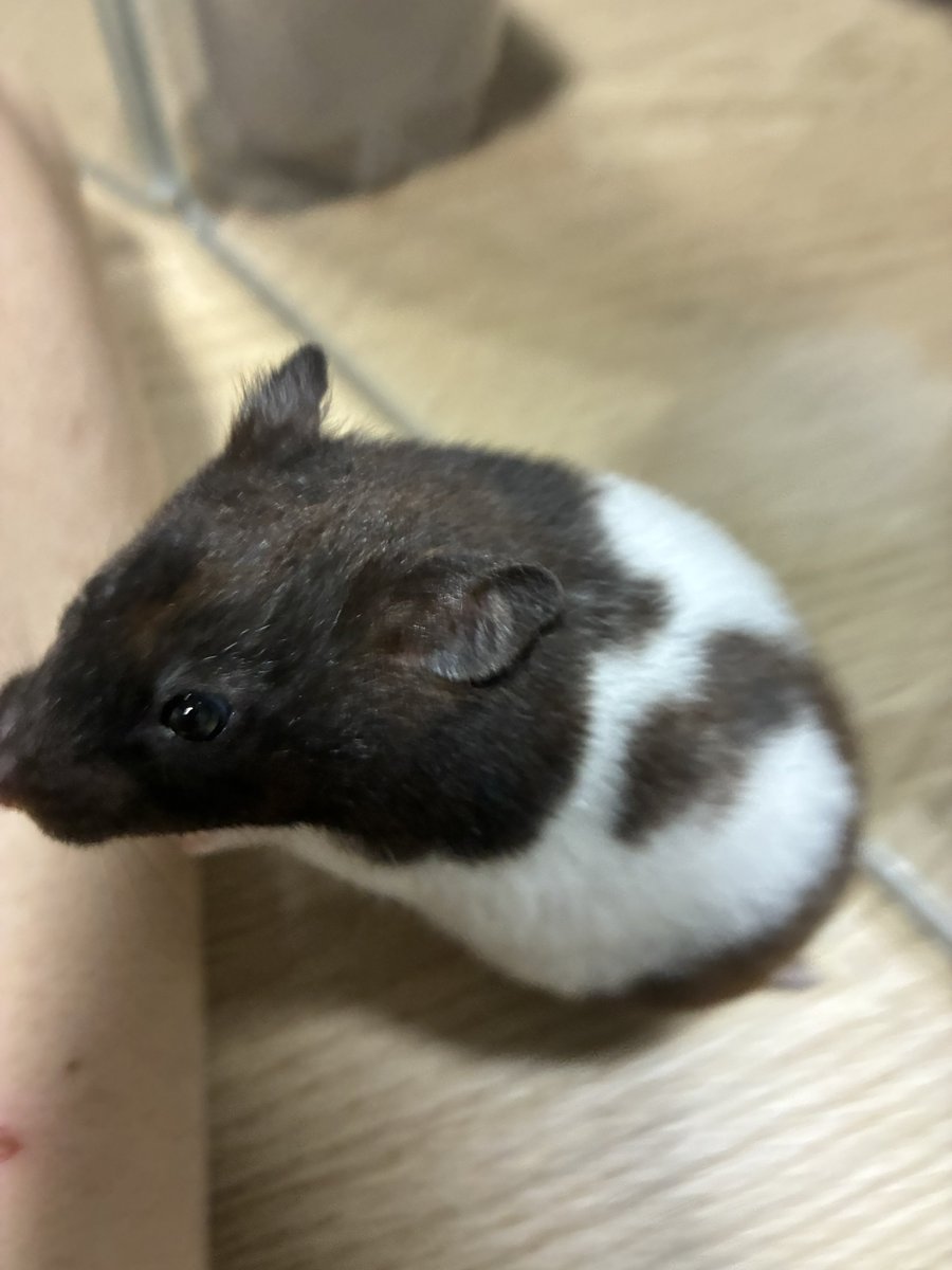 shimi21's tweet photo. 🐹「おとーちゃんおとぉちゃん」 https://t.co/2kXRSJl2zx