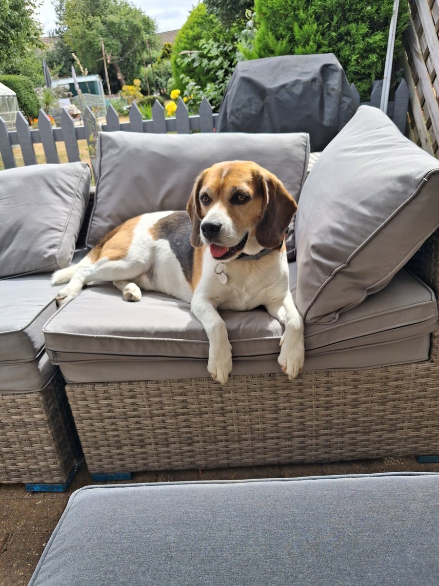 MrPercy Beagle tweet media