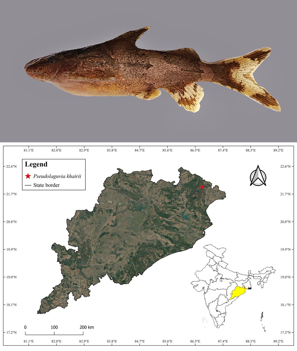 FishInTheNews's tweet photo. #NewSpeciesAlert - 𝑃𝑠𝑒𝑢𝑑𝑜𝑙𝑎𝑔𝑢𝑣𝑖𝑎 𝑘ℎ𝑎𝑖𝑟𝑖𝑖, a new species of diminutive (25.6mm SL) sisorid catfish, is described from the Budhabalanga River in Odisha, eastern India. This species represents the first sisorid catfish described from the Budhabalanga, and the second species of this genus known from the Eastern Ghats.

🔒 https://t.co/lXfdHLoJlD

𝗥𝗲𝘀𝗲𝗮𝗿𝗰𝗵 𝗧𝗶𝘁𝗹𝗲
𝑃𝑠𝑒𝑢𝑑𝑜𝑙𝑎𝑔𝑢𝑣𝑖𝑎 𝑘ℎ𝑎𝑖𝑟𝑖𝑖, a new diminutive catfish from Odisha, India (Teleostei: Sisoridae)

𝗖𝗶𝘁𝗮𝘁𝗶𝗼𝗻
Vijayakrishnan, B., Shinde, G.A. & Gogineni, P.C. (2026) 𝑃𝑠𝑒𝑢𝑑𝑜𝑙𝑎𝑔𝑢𝑣𝑖𝑎 𝑘ℎ𝑎𝑖𝑟𝑖𝑖, a new diminutive catfish from Odisha, India (Teleostei: Sisoridae). Zootaxa, 5853 (4), 584–592. https://t.co/RAPlrs8bC4

𝗔𝗯𝘀𝘁𝗿𝗮𝗰𝘁
𝑃𝑠𝑒𝑢𝑑𝑜𝑙𝑎𝑔𝑢𝑣𝑖𝑎 𝑘ℎ𝑎𝑖𝑟𝑖𝑖, a new sisorid catfish, is described from the Budhabalanga River in Odisha, eastern India.

The new species can be distinguished from all its congeners in possessing a prominent and fleshy protuberance along the dorsal-fin base. It can additionally be distinguished from congeners in having the following combination of characters: serrated anterior margin of dorsal-fin spine, ovoid thoracic adhesive apparatus, body depth at anus 15.0–19.2% SL, adipose-fin base length 13.2–18.3% SL, dorsal to adipose distance 17.0–22.4% SL, length of pectoral fin 25.7–31.8% SL, caudal fin length 27.7–33.4% SL, dorsal-fin base 7.6–13.5% SL, head depth 10.9–13.8% SL, and creamish bands on the body.

𝗘𝘁𝘆𝗺𝗼𝗹𝗼𝗴𝘆
The specific name ‘𝑘ℎ𝑎𝑖𝑟𝑖𝑖’, is a tribute to Khairi, the famous tigress from Odisha, which was orphaned as a cub in 1974 in the forests near the Similipal National Park located adjacent to the type locality. Khairi was hand-reared by noted naturalist and forest officer Saroj Raj Choudhury, and his wife Nihar Nalini Swain, and became one of the most extensively studied tigers in history, playing a pivotal role in understanding of tiger behaviour.

𝗣𝗵𝗼𝘁𝗼 𝗖𝗿𝗲𝗱𝗶𝘁
Top - 𝑃𝑠𝑒𝑢𝑑𝑜𝑙𝑎𝑔𝑢𝑣𝑖𝑎 𝑘ℎ𝑎𝑖𝑟𝑖𝑖, NZC/ZSI/NRC/F-10776, paratype, 24.9 mm SL, showing live colouration.
Bottom - Map showing the type locality of 𝑃𝑠𝑒𝑢𝑑𝑜𝑙𝑎𝑔𝑢𝑣𝑖𝑎 𝑘ℎ𝑎𝑖𝑟𝑖𝑖 in Odisha State, India.

© 2026 the Author(s). Published in the journal Zootaxa.

#NewSpecies #Ichthyology #Taxonomy #Biodiversity #AquariumHobby #Fishkeeping #Aquarist #TropicalFish #FishTank #Khairi #Catfish #Catfishes #India #Sisorid #Pseudolaguvia #Sisoridae #Odisha #Siluriformes #Sisorinae #EasternGhats #SimilipalNationalPark #Morphology #Tigress #BudhabalangaRiver #SimilipalHills