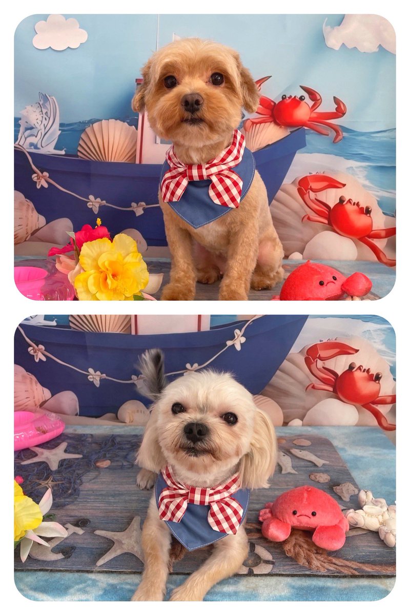 mi8lele's tweet photo. 子供たち🐶トリミングに行ってサッパリしてきました。
涼しくなって良かったね😊
#いまる民　#うちの子が1番 https://t.co/v79ox1jKdk
