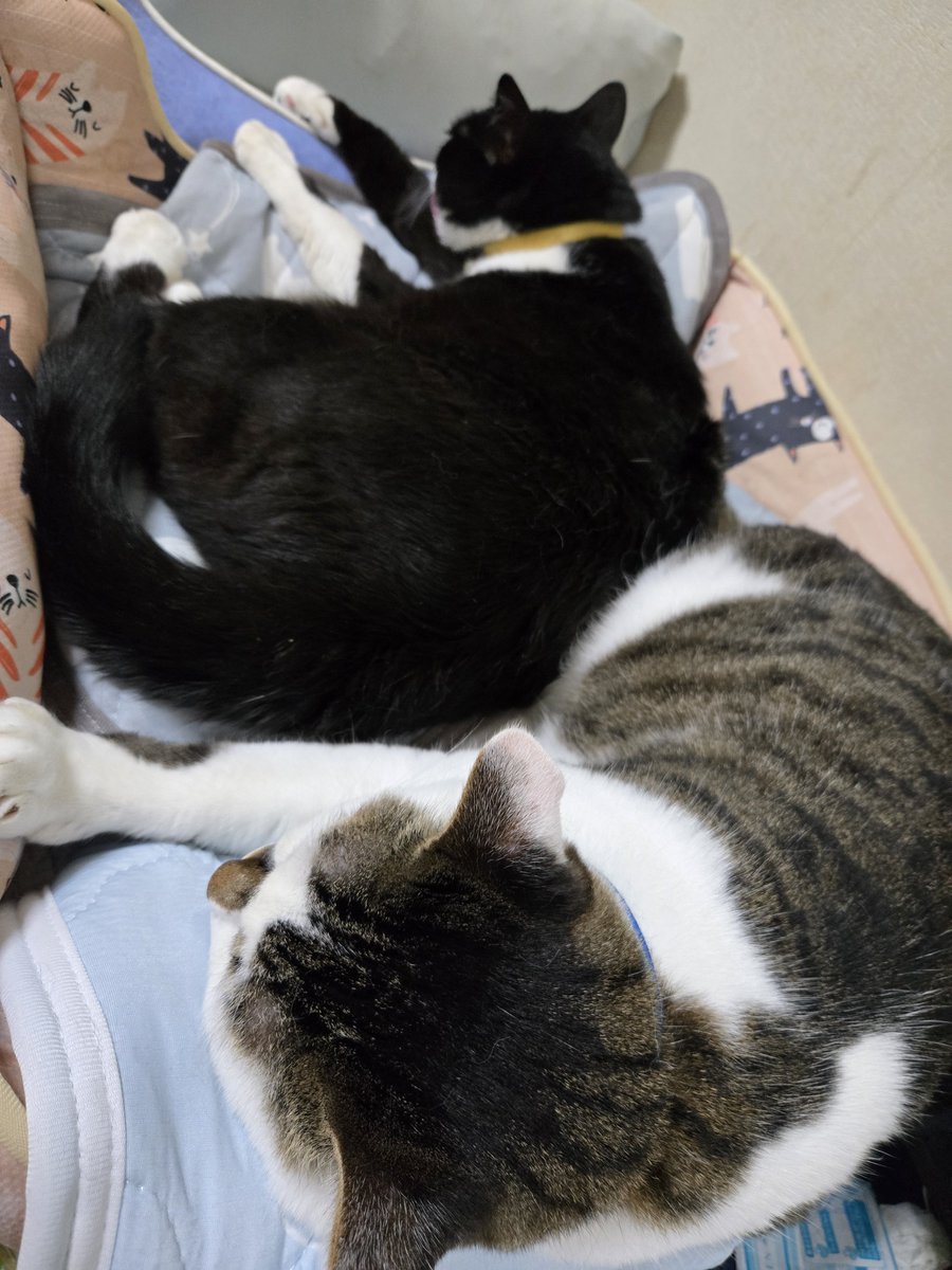 amkas25's tweet photo. 9時半頃の猫のフォーメーション😼
すやすやです
この穏やかな時間が好きです😼
ただ物音しないように、TVの音も小さめに
でも寝相が可愛いですね
もう完全に😼バカです(笑)
今日もお疲れニャマです😼
#猫
#寝相 https://t.co/XSW4db20Ts