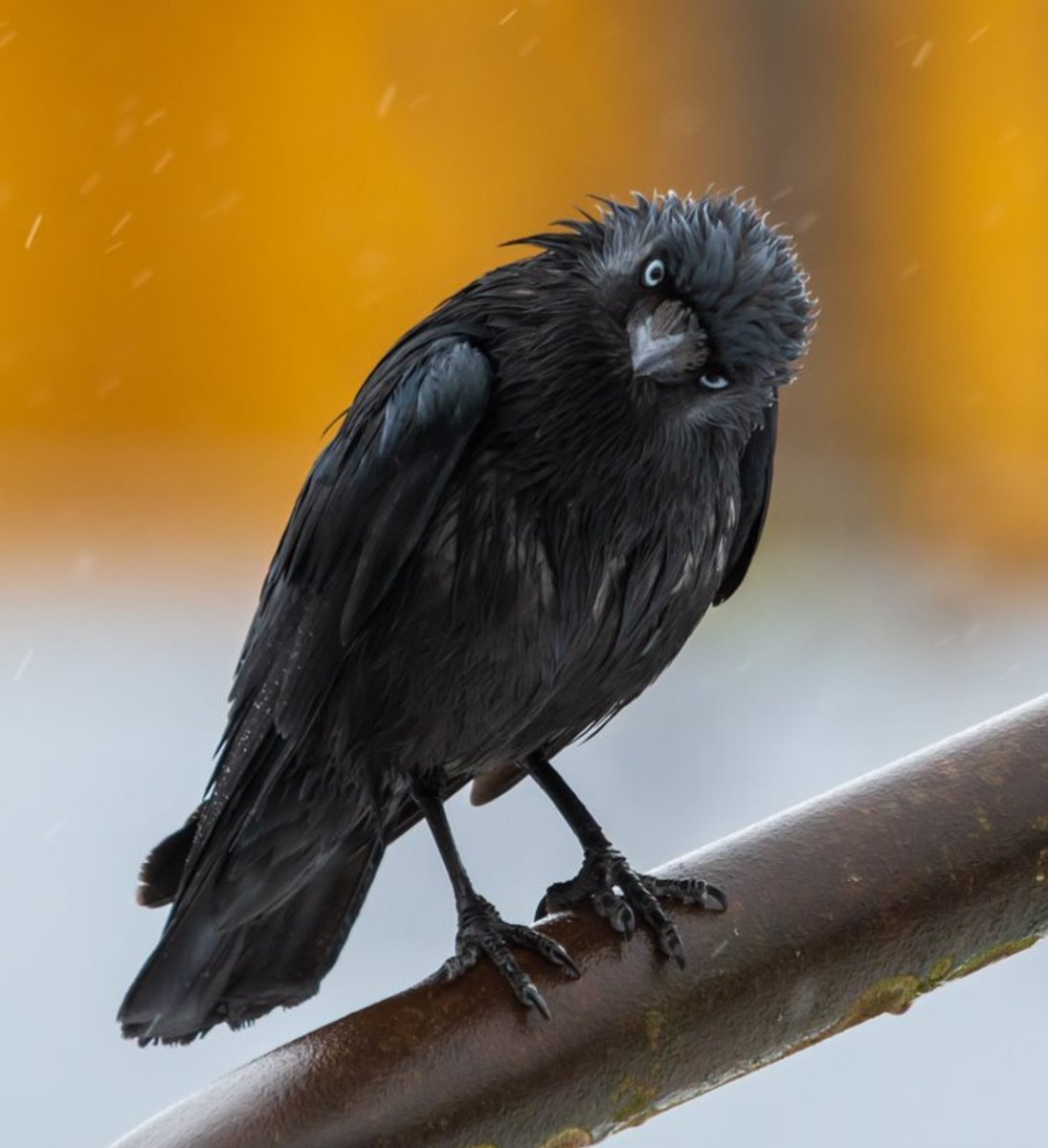 Hana_b30's tweet photo. Did  you know?

That Crows can remember human faces for years and are known to hold grudges. If threatened, they recall the person and can even warn other Crows, passing the warning to future generations! https://t.co/1pVXpfOpT1