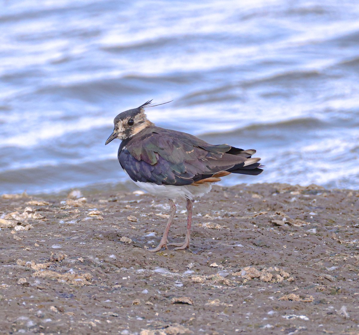 Jeff’s Wildlife Photography tweet media