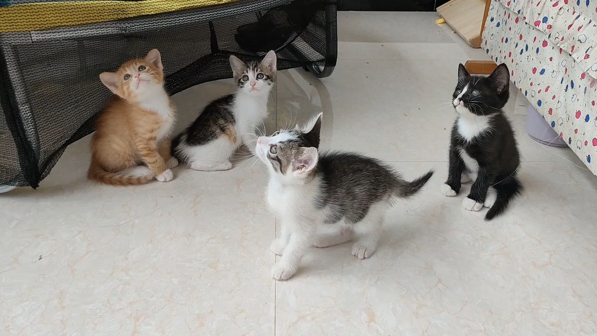 ShenaKatheti6's tweet photo. 小奶猫满月记！从软乎乎小团子到会追逗猫棒的小调皮，成长的��一步都像糖一样甜～， https://t.co/nXXXXETmkA