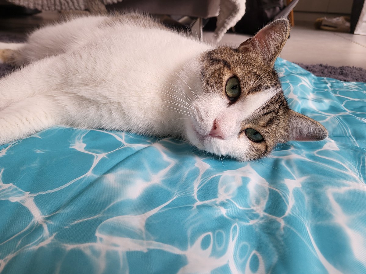 shopikama's tweet photo. Il a décidé qu'il ne mettrait que sa tête sur ce tapis fraîcheur https://t.co/ycEfFZI7Xr