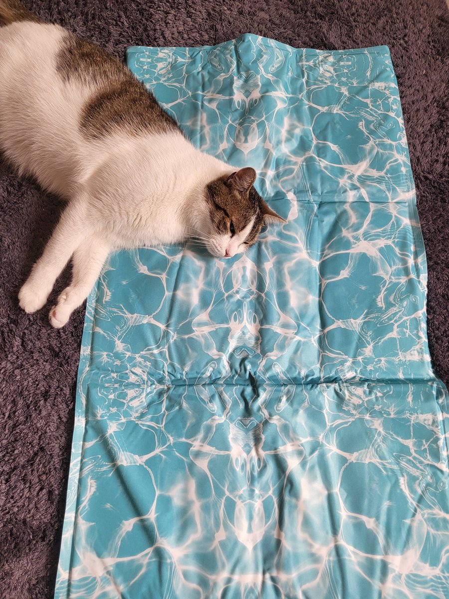 shopikama's tweet photo. Il a décidé qu'il ne mettrait que sa tête sur ce tapis fraîcheur https://t.co/ycEfFZI7Xr