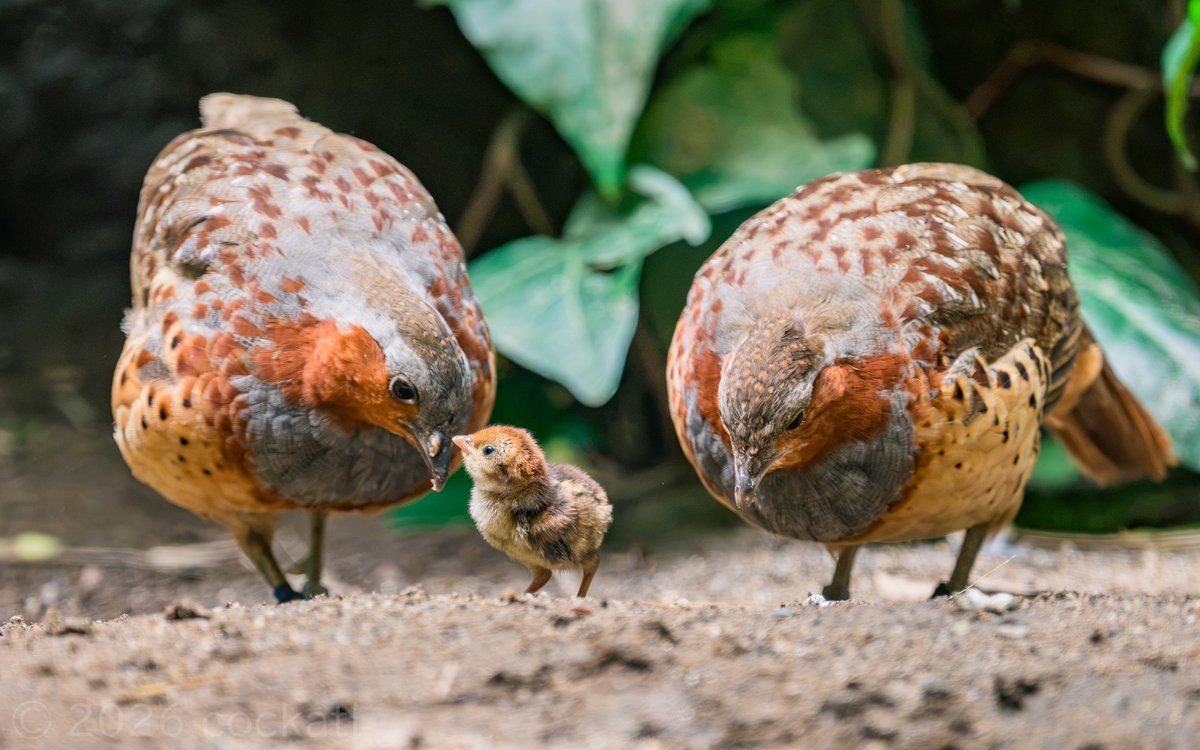 cockatlcom's tweet photo. 上野動物園で生まれたばかりのコジュケイ赤ちゃんがあまりに小さく愛らしかったです🐣

上野動物園「日本の鳥Ⅰ」にて本日撮影 https://t.co/QhkAUyq0Lm