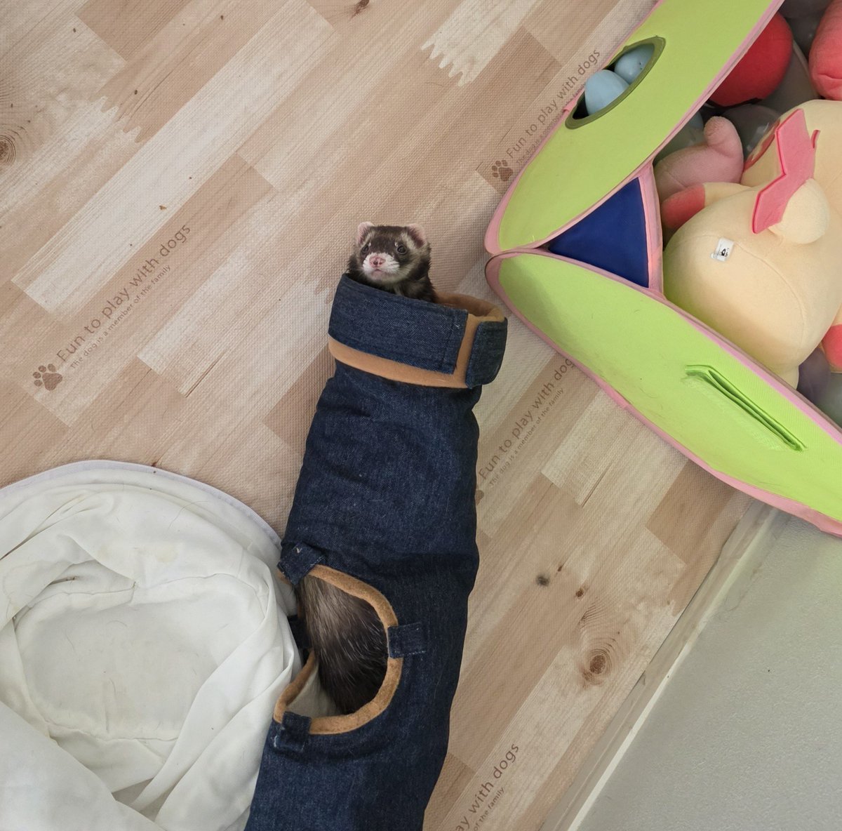 yamiyami43's tweet photo. ひょっこりですちゃん
 #フェレット  #ferret https://t.co/YEoDVsK0q8
