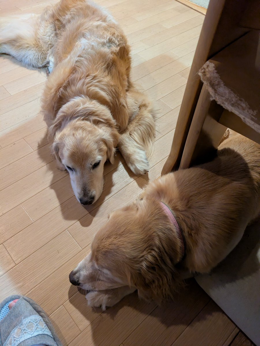 dogmassagecs's tweet photo. 食事中の足元 https://t.co/xbnLW2whCf