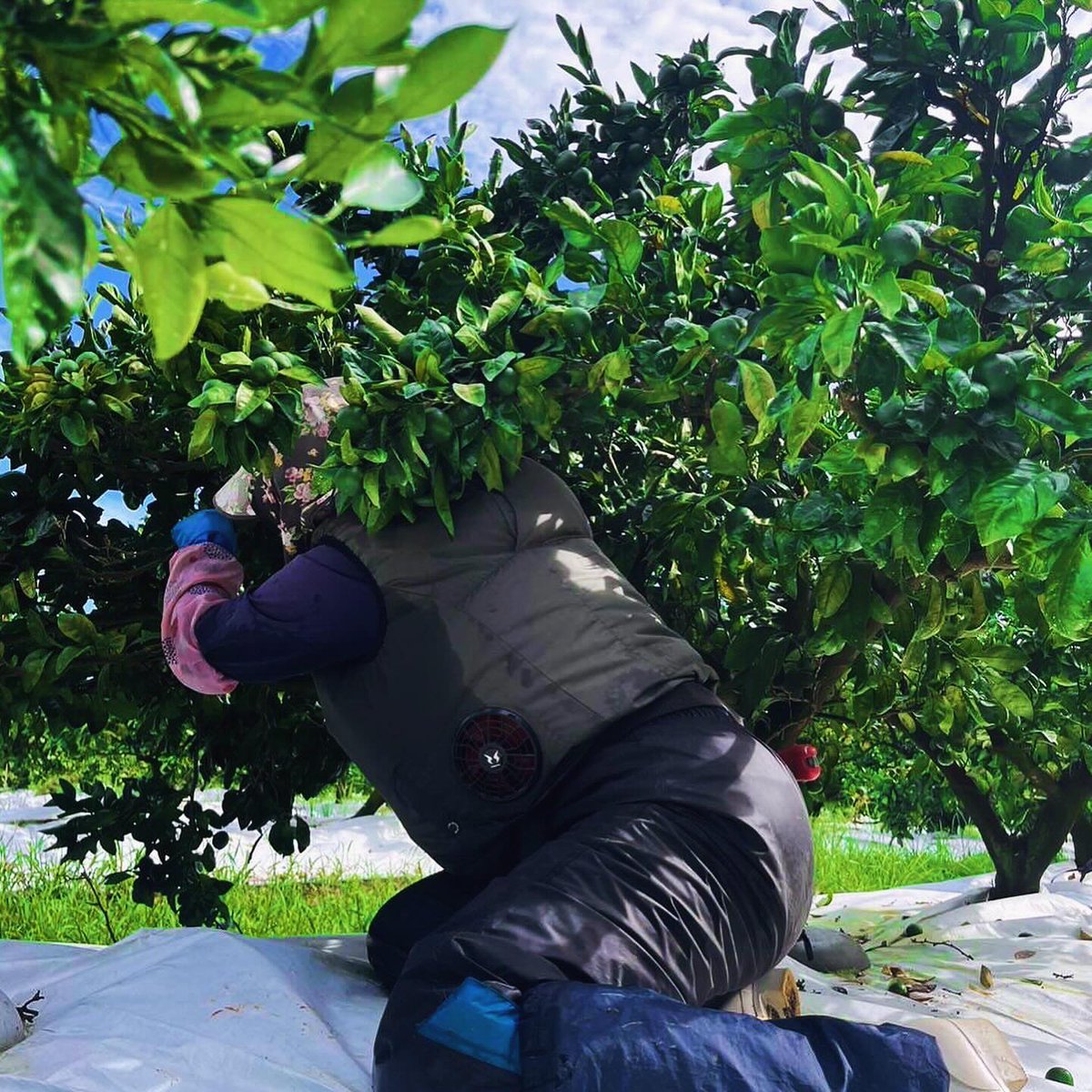 nakaofarm_'s tweet photo. ・
レモンアレンジしてみました🍋
寒い日にはお湯入れてホットレモンでひと休みしませんか？
#NAKAOFARM#佐賀 #佐賀県#太良#太良町#太良町グルメ#たらみかん #みかん農家 #サガン鳥栖#佐賀バルーナーズ #食べチョク#さがぴん https://t.co/cFuS35TTDe