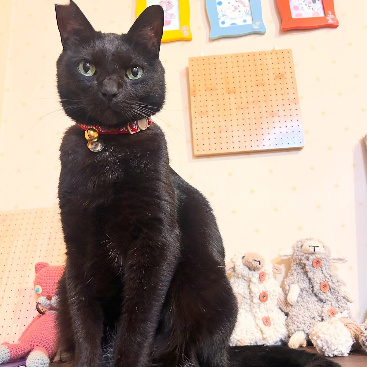 msspmoon's tweet photo. 良い感じに撮れた（珍しい）

#黒猫影丸 https://t.co/ItLxYOmSeG