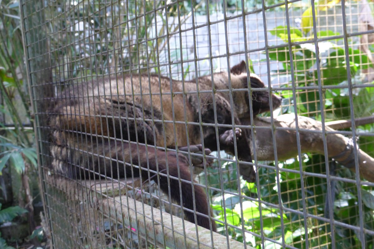 _kyunangel's tweet photo. インドネシア🇮🇩 バリ島
📍 Segara Windhu Coffee Plantation LUWAK COFFEE 

昼に行ったらジャコウネコ寝てた💤コーヒー,ティーの飲み比べできる！(飲み比べは無料)私は別でジャコウネコの雄のコーヒー(1杯80,000ルピア 約731円)を頼んだ☕︎雄は雌より苦味があるらしい。美味しかった❣️ https://t.co/vGUFT65KaS