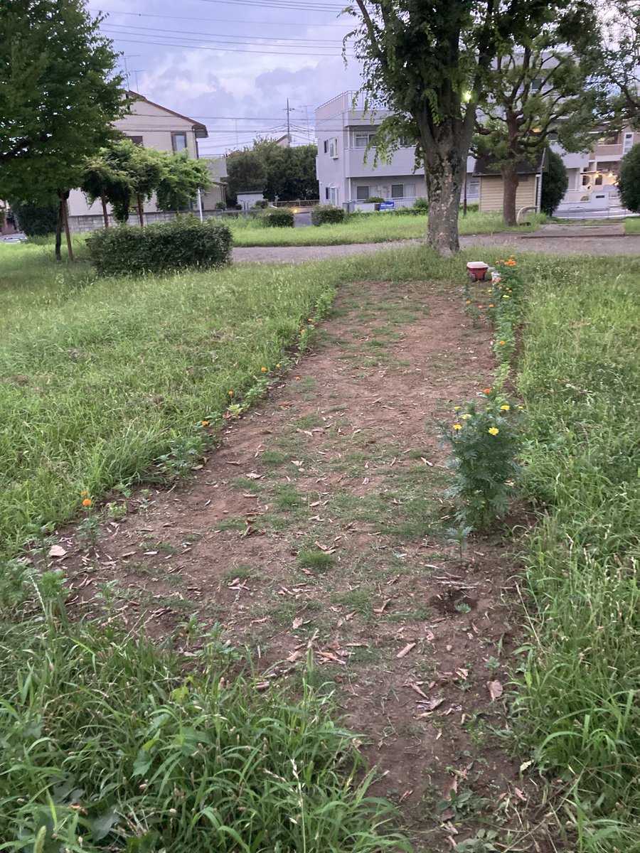 umasoann's tweet photo. 今週も公園の草むしり。
ジャングルジムがあった場所に植えたマリーゴールドは暑さに負けず咲いています。
黒柴キキ���連れてドッグランにも行きましたが、暑すぎてお友達がいませんでした。
#公園　#草むしり
#勝手にボランティア
#マリーゴールド
(ジャングルジムがあった場所)    (キキ) https://t.co/W6FTUYUWkd