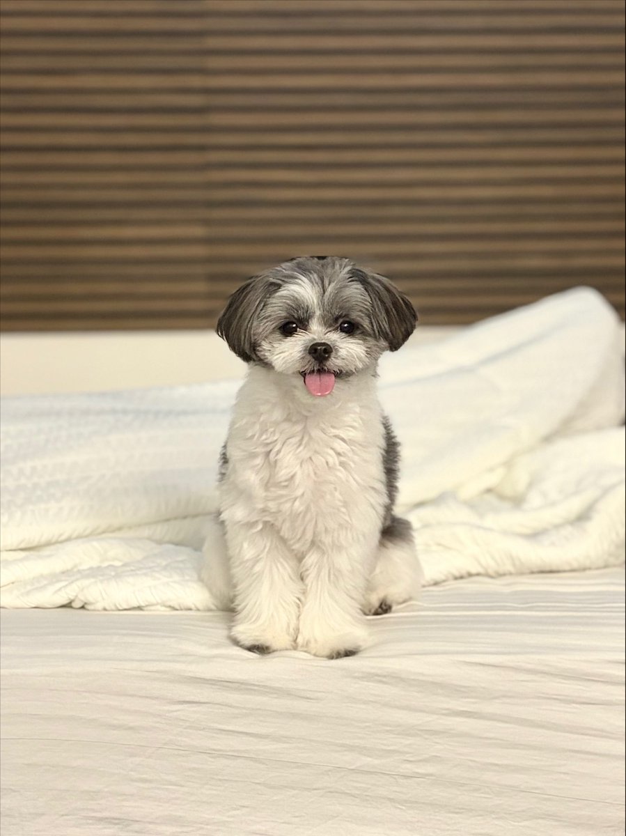 C6O10917's tweet photo. 毎日可愛くてありがとう

#犬のいる暮らし
#犬好きさんと繋がりたい https://t.co/gA9tKzBYoF