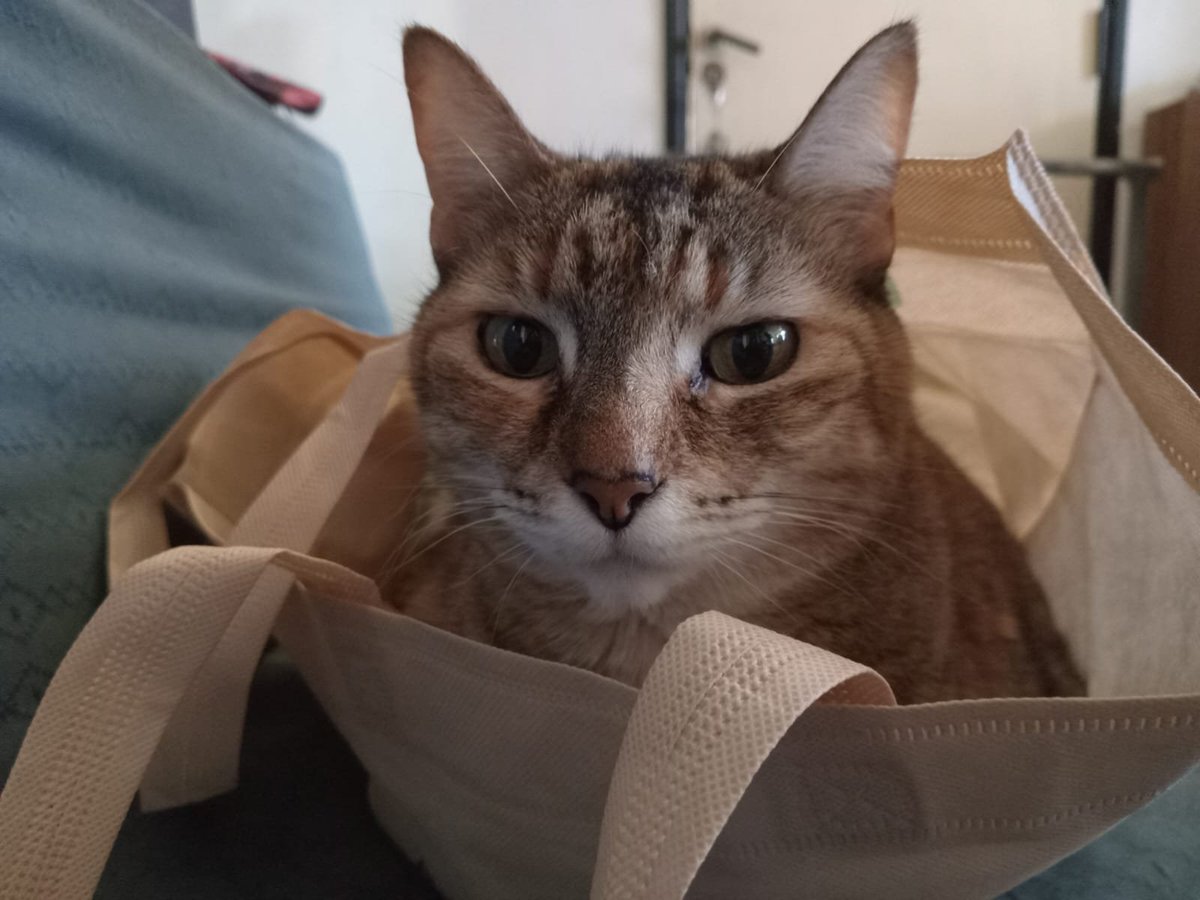 claucarchet's tweet photo. @todonoticias #estefinde amanecimos durmiendo dentro de una bolsa🤣
Luna descansa así...
Saludos desde San Martín Mendoza https://t.co/0n1ZbCFDp5
