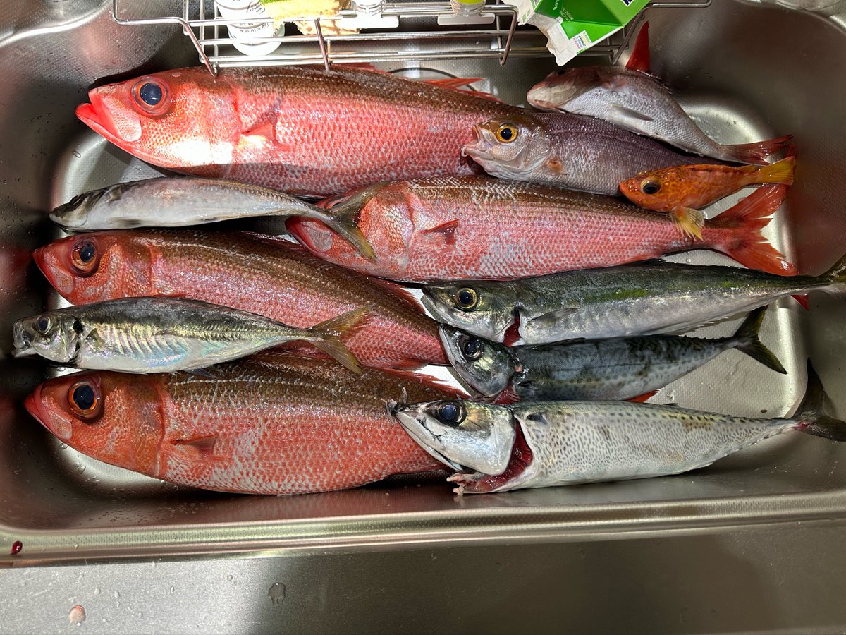 mr_chun_chun's tweet photo. 今日の釣果　シンク74cm

ハチビキ4、サバ2、アジ2、ムロアジ、ヒメダイ、アヤメカサゴ、タイ
サバとヒメダイは圧倒的にサビキ強し
サビキ付けてない私はほとんど釣れず😇

あとサメ？に釣った魚を水面付近で引ったくられてTGベイト180×2ロスト😭 https://t.co/RDuKZafLLL