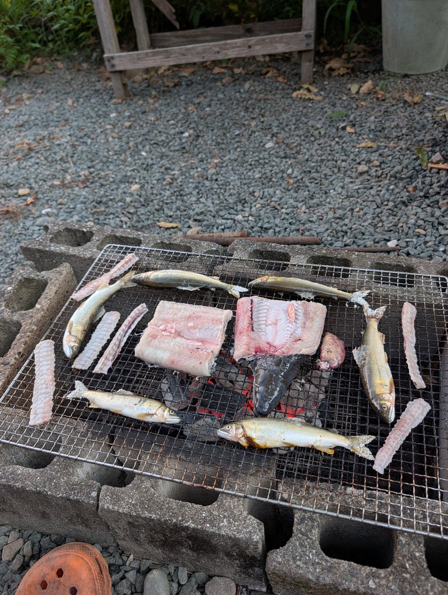 monobegawa's tweet photo. 土用の丑の日だからとっておきの1,5kgウナギを焼いて食う！
やっぱりデカいわ😂 https://t.co/fghcYbb7gT