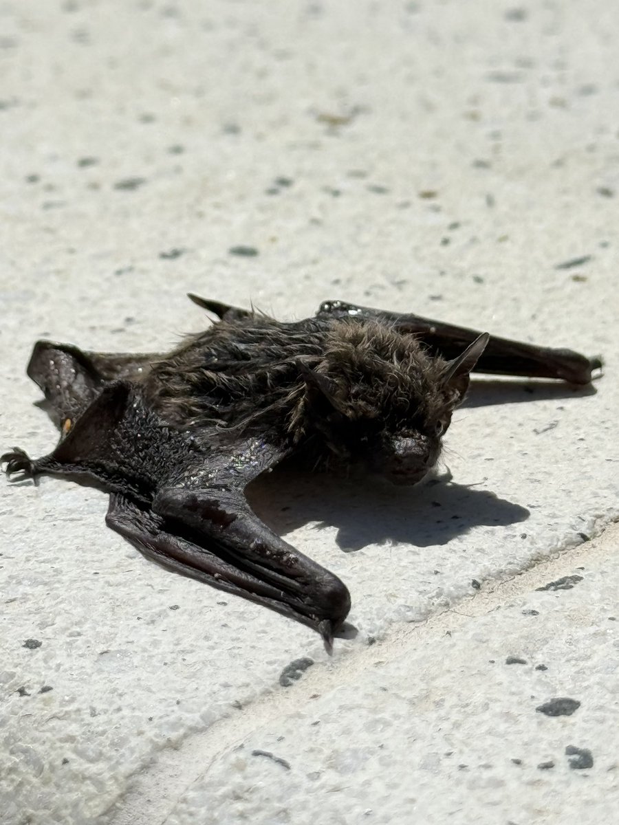 docadoca24's tweet photo. I never said thank you!
And you'll never have to! 🦇 https://t.co/UgVdz37u1Y