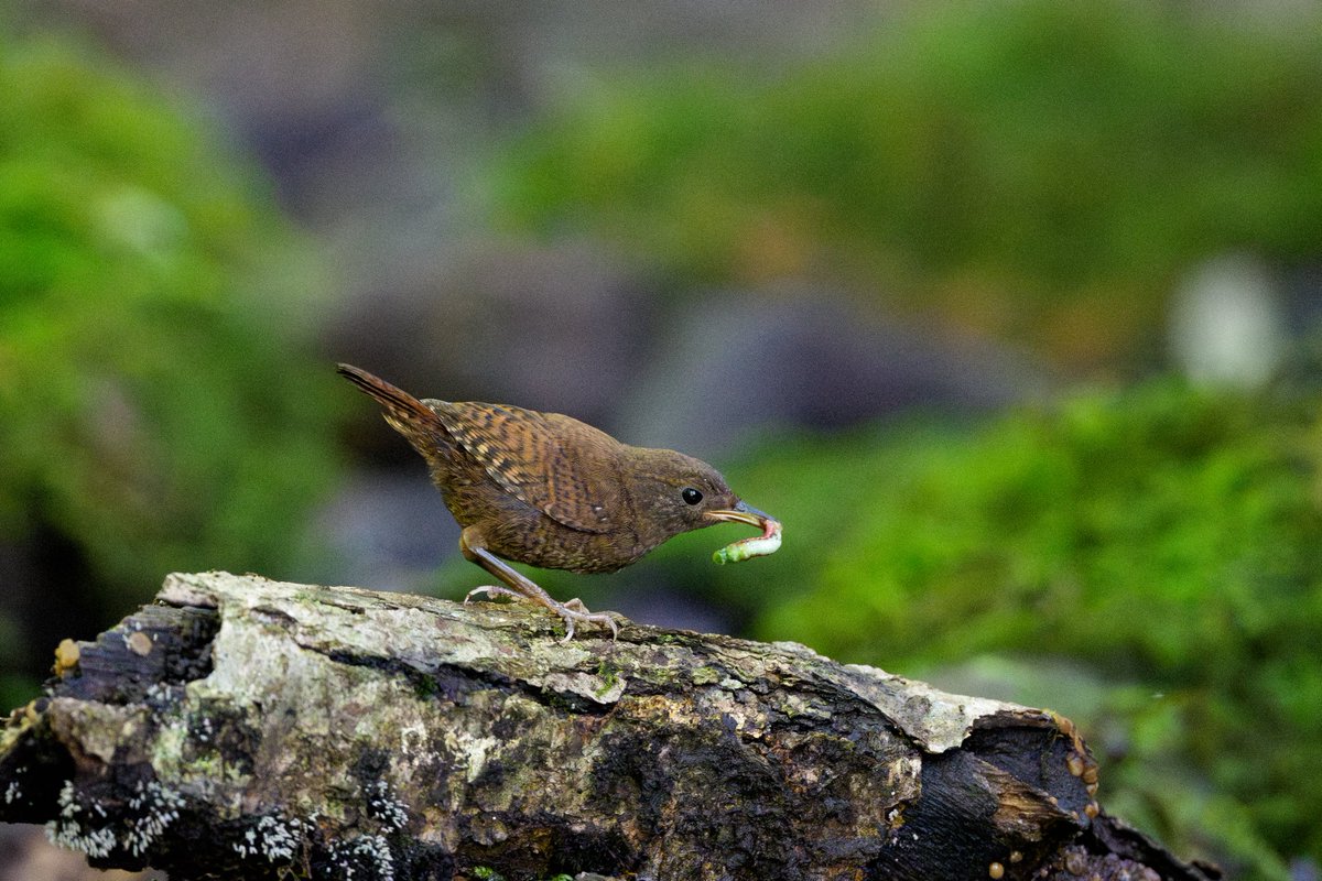 efc_wildlife's tweet photo. 幼鳥かな？たくましく生きてます
#ミソサザイ #野鳥　
（2026/7/25撮影） https://t.co/CKPlWx3DyQ