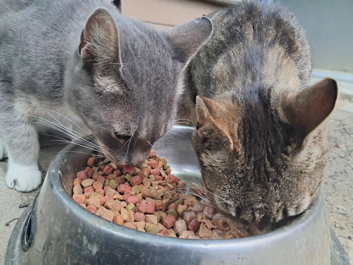 CatMomInTrainin's tweet photo. Kibbies... https://t.co/CjMt3KSKrH