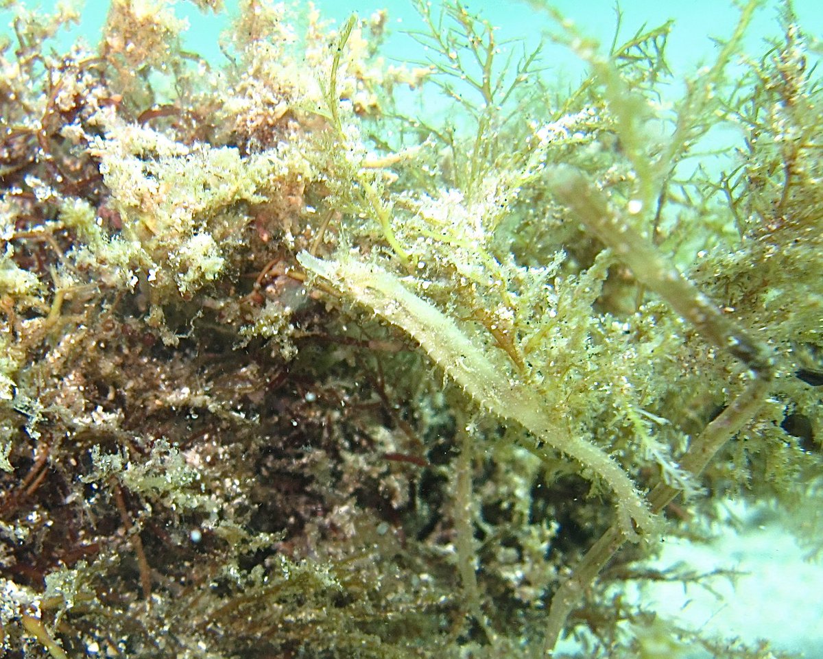 zjeb2m's tweet photo. 見えずらいけどタツノイトコっていう魚らしい！ https://t.co/hqeRfnEn2c
