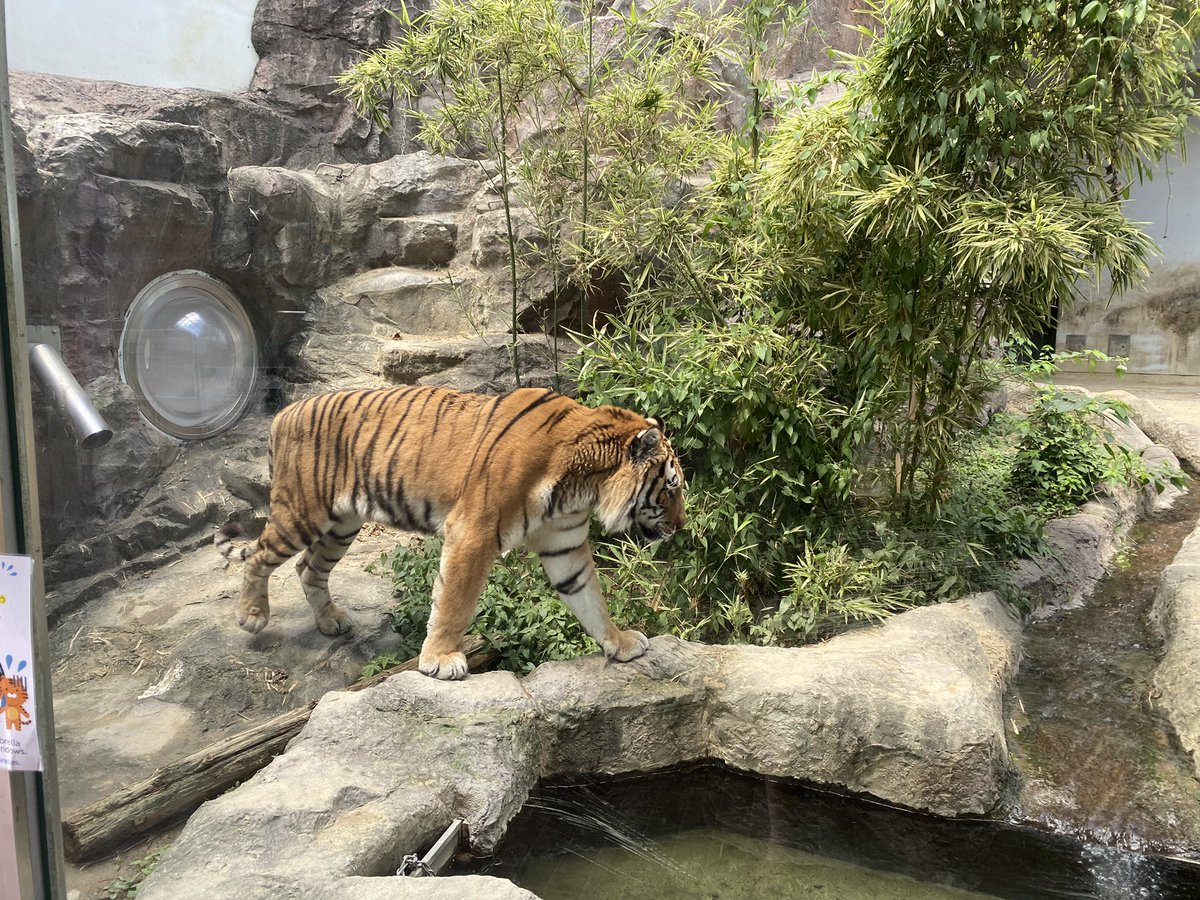 lnonojil's tweet photo. 7月29日は  #世界トラの日 
それにちなんで  #タカオ福山市立動物園 
ではトラの日のイベントが開催されてます。
クイズに答えて折り本やステッカーをもらおう。
にしても、  #アビ 君も  #アズミ さんも暑いなかお疲れ様です。

 #WorldTigerDay https://t.co/fadsulLFgq